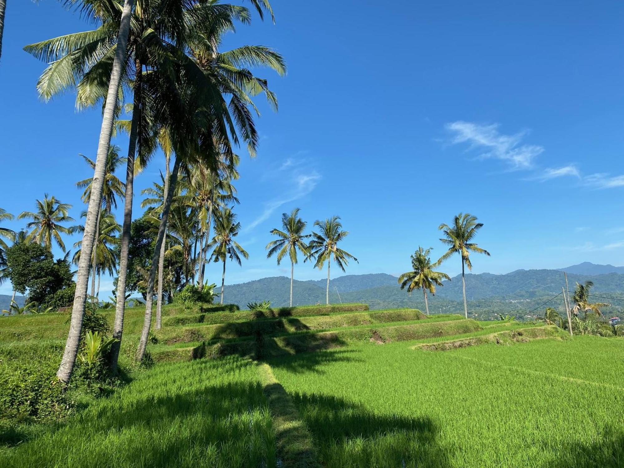 Mayong Bali Villa And Hostel 姆杜克 外观 照片