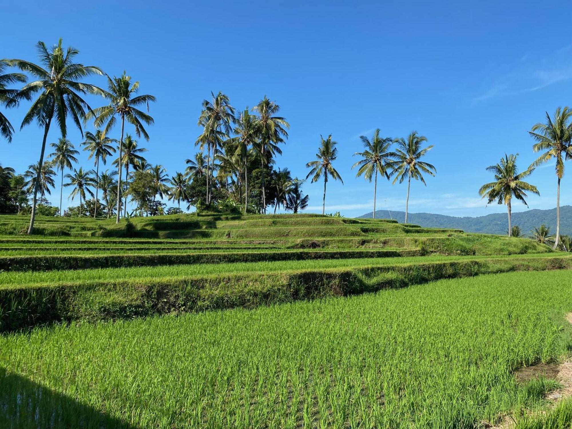 Mayong Bali Villa And Hostel 姆杜克 外观 照片
